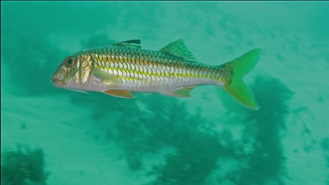 orange fish swimming in deep clear sea