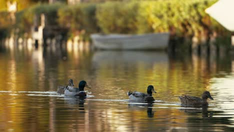 Enten-Schwimmen-In-Zeitlupe