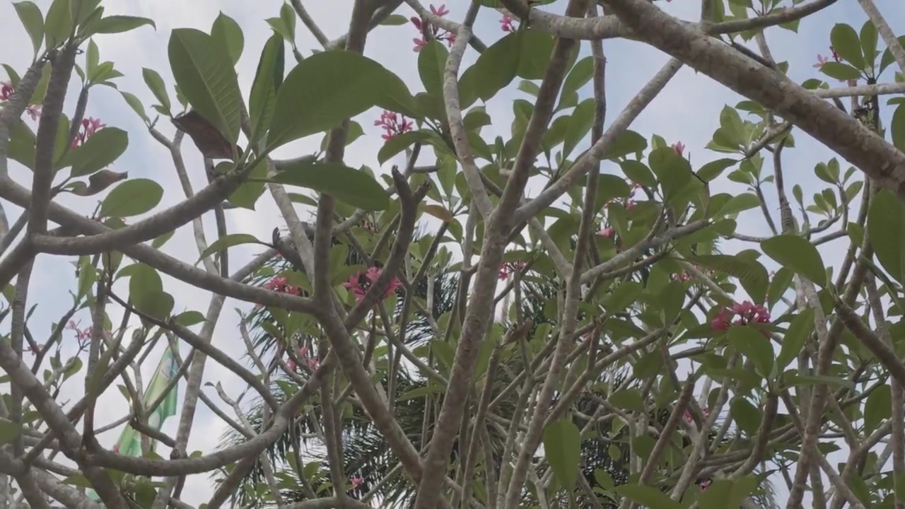 Vista dal basso di un albero di Plumeria rosa in fiore