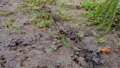 los ciempiés son artrópodos depredadores pertenecientes a la clase chilopoda del subfilo myriapoda