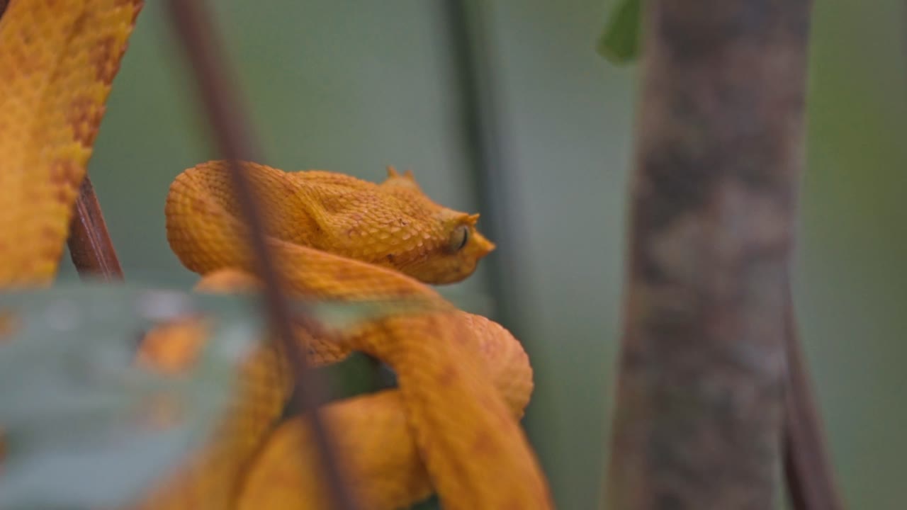 Tucked among the vibrant foliage of the Costa Rican rainforest, the yellow eyelash pit viper—locally known as the bocaracá—rests with quiet intensity