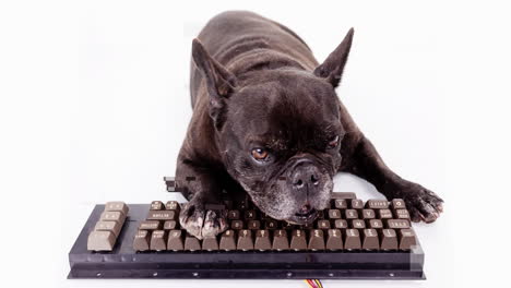 Dog hacker lying down with a keyboard hacking, studio footage