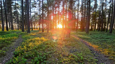 Sonnenuntergang-In-Einem-Ruhigen-Kiefernwald-Mit-Sonnenstrahlen,-Die-Durch-Die-Bäume-Dringen