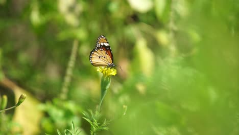 A-butterfly-sits-on-a-marigold-flower