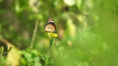 Una-Mariposa-Se-Posa-Sobre-Una-Flor-De-Caléndula