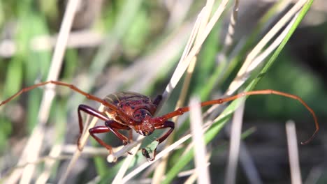 A-Chydarteres-striatus-beetle-stands-on-the-grass,-oblivious-of-a-fly-moving-close-by