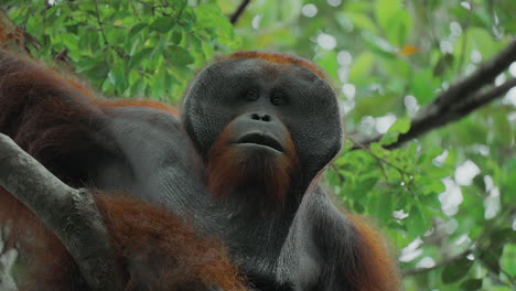 orangutan in a tree