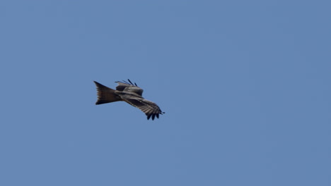 tracking shot of majestic red kite eagle gliding through air at blue sky,close up