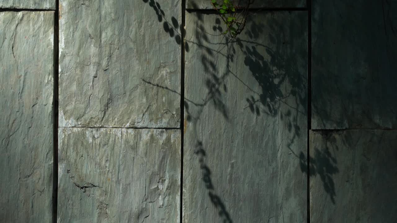 바람이 부는 잎 스윙