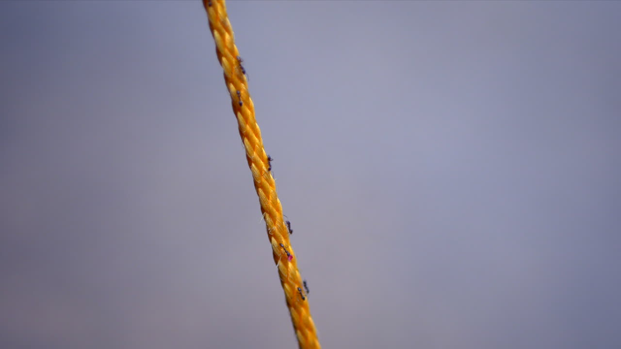 муравьи крупным планом взбираются по тонкой оранжевой веревке