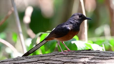 El-Shama-De-Rabadilla-Blanca-Es-Una-De-Las-Aves-Más-Comunes-En-Tailandia-Y-Se-Puede-Ver-Fácilmente-En-Los-Parques-De-La-Ciudad,-Tierras-De-Cultivo,-áreas-Boscosas-Y-Parques-Nacionales