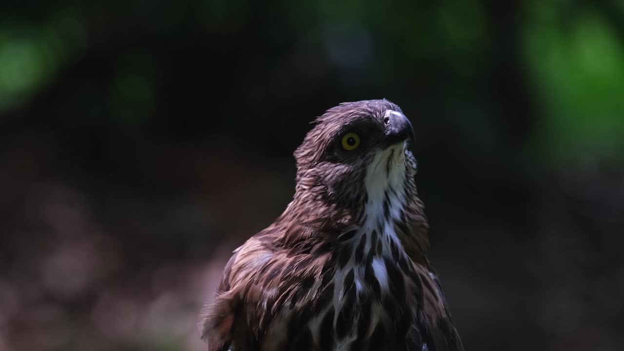 mirando hacia la derecha y luego de repente hacia arriba y alrededor, sacude la cabeza y mira hacia la izquierda, pinsker's hawk-eagle nisaetus pinskeri, filipinas