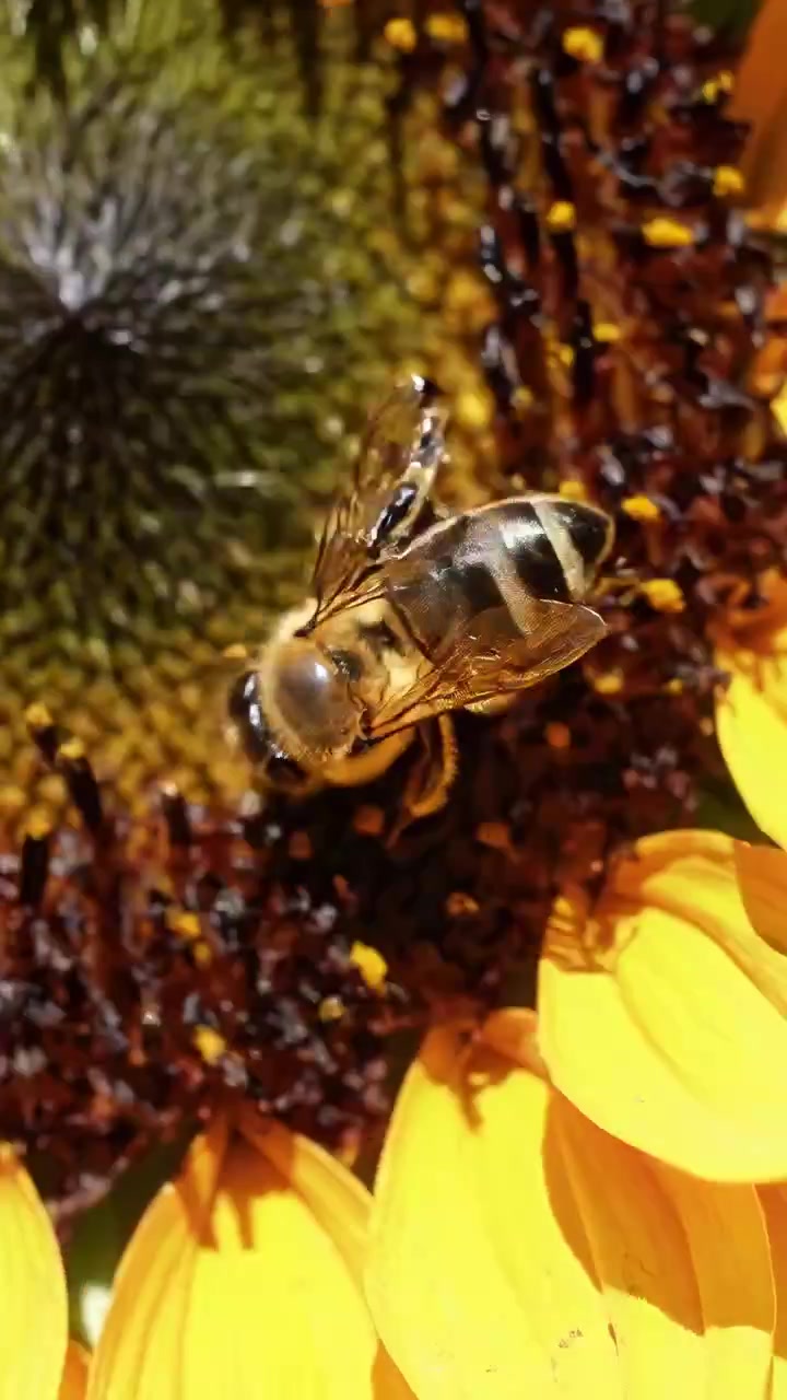 Close-up de uma Abelha Polinizando um Girassol Amarelo Vibrante