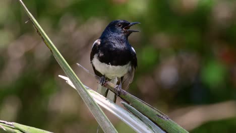 the oriental magpie-robin is a very common passerine bird in thailand in which it can be seen anywhere