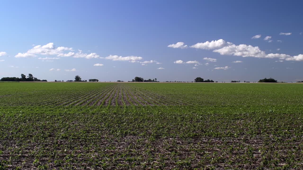 Blick auf ein Sojafeld mit Baumgruppen in der Ferne unter klarem blauem Himmel mit einigen Wolken