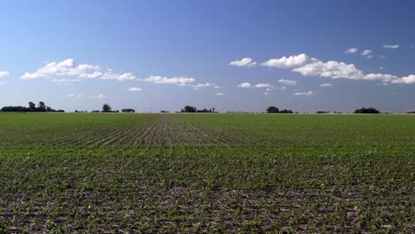 View-of-a-soy-field-with-groves-in-the-distance-under-a-clear-blue-sky-with-some-clouds