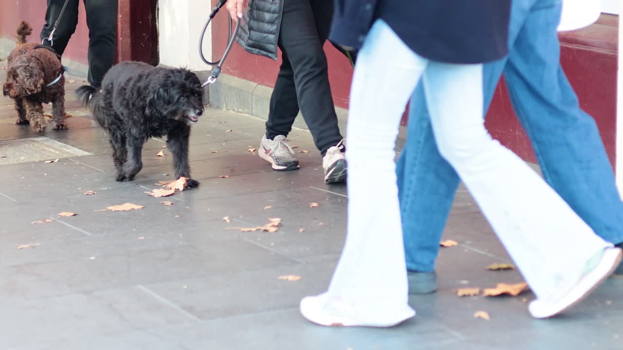 시장 에서 사람 들 과 함께 산책 하는 개