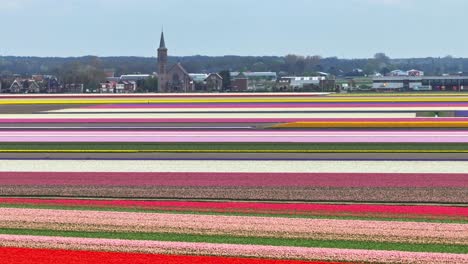 colorful tulip fields of the netherlands