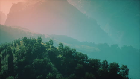 green trees in canyon at sunset with fog
