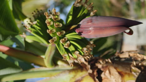Vertical-dolly-forward-towards-young-bananas-after-flowering-stage,-focus-pull