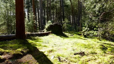 Sanfte-Brise-In-Einem-Wald-Im-Herbst