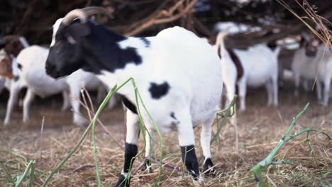 Closeup-of-a-goat-eating-grass-in-the-field