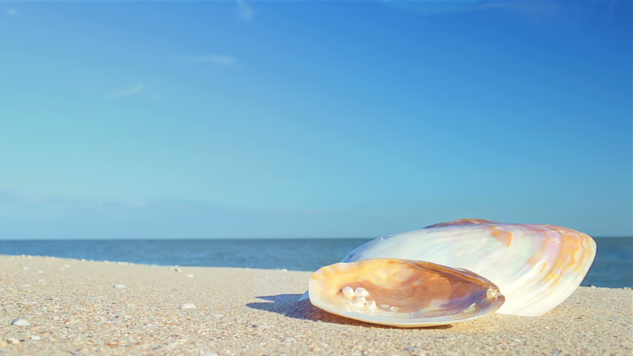 Cockleshells on sand against the background of waves. Shooting on the beach