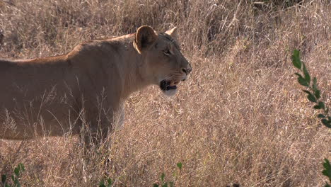 alejarse lentamente de la reina leona hembra jadeando en el calor seco y árido de la sabana