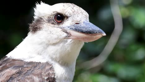 kookaburra en su hábitat natural, vista de cerca