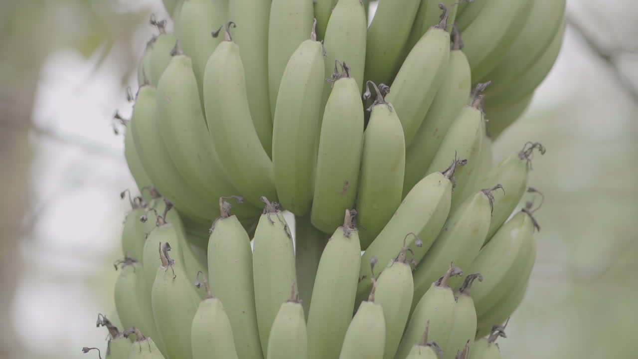 Closeup detailed shot of a fresh raw green banana comb hanging from tree in production field