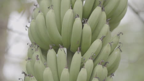 closeup detailed shot of a fresh raw green banana comb hanging from tree in production field