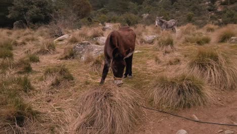 un tiro alrededor de un burro pastando