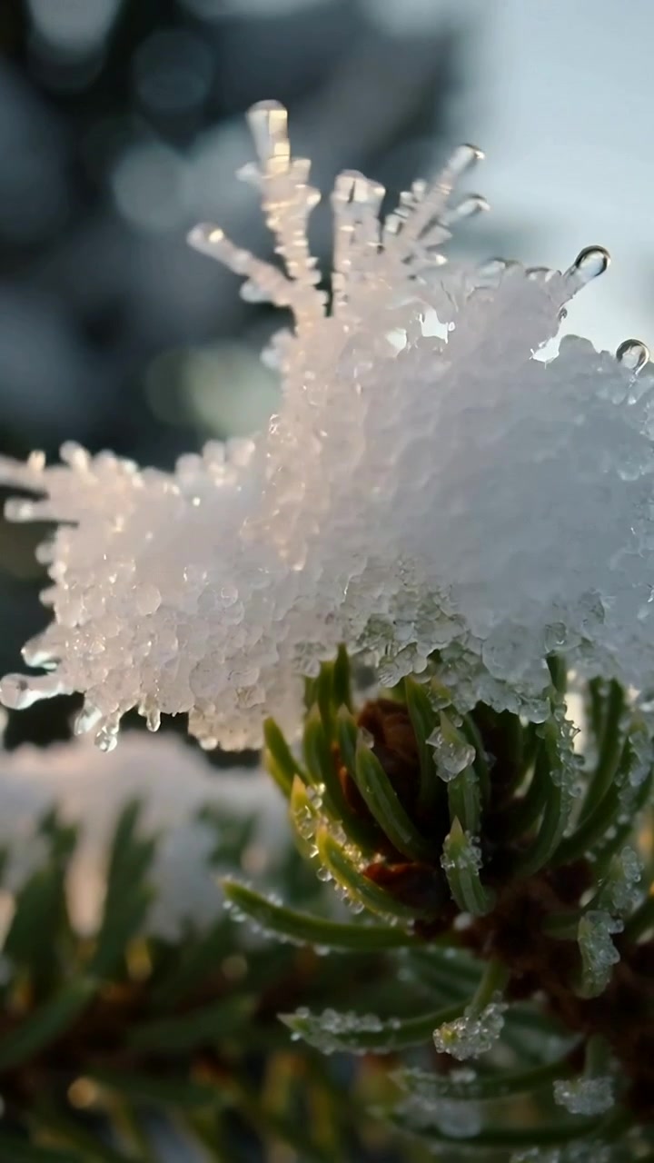 Video verticale: Punta di conifera che si scioglie, formando ghiaccio cristallino e goccioline sotto il caldo sole basso, macro.