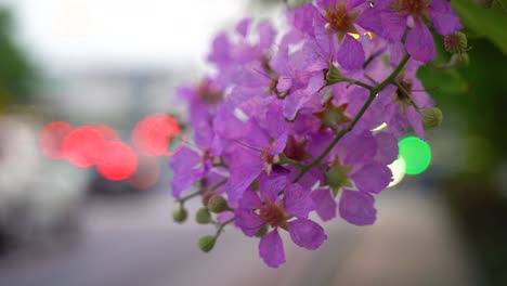 flores moradas a lo largo de la concurrida carretera colgando