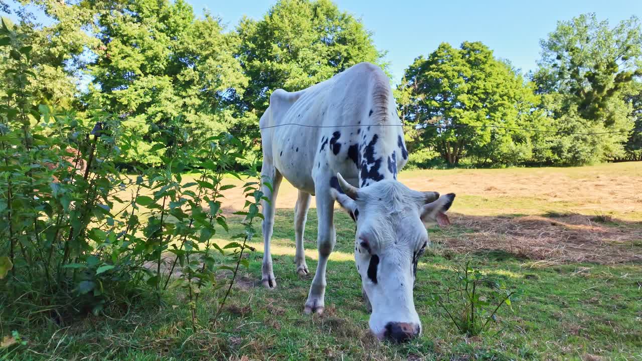 White spotted cow grazing alone on a grassy field with trees in background under sunlight