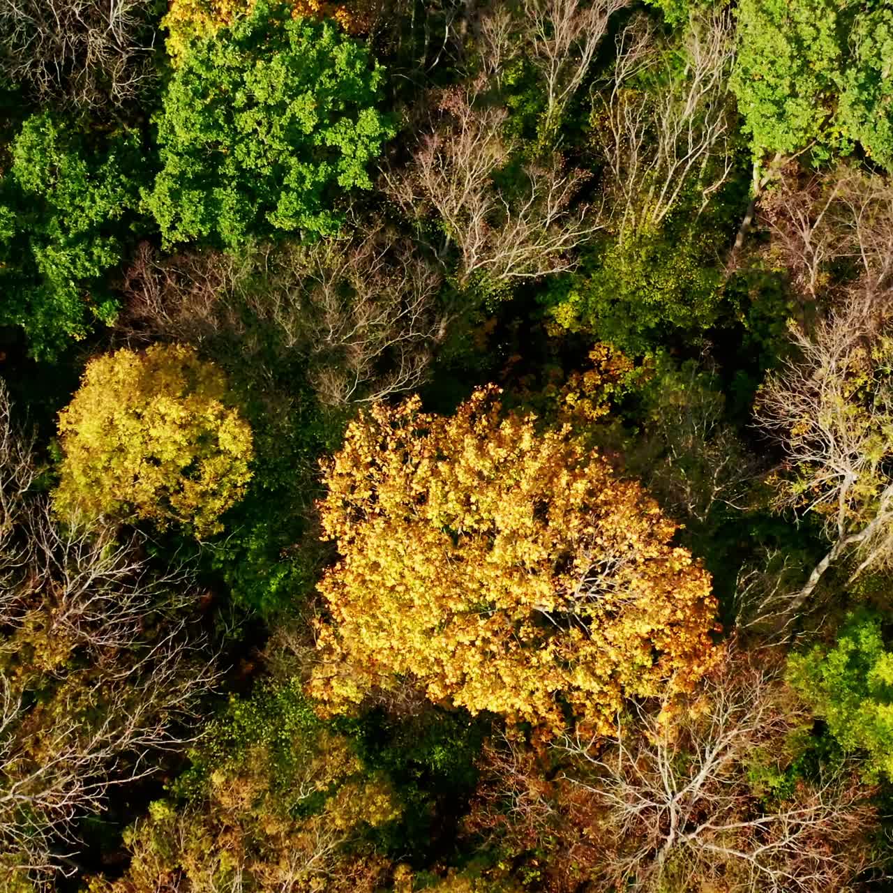 Natural background of colorful forest. Drone flying over the autumn forest. Forest with green and yellow trees. Aerial top view.