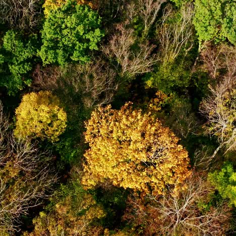 natural background of colorful forest. drone flying over the autumn forest. forest with green and yellow trees. aerial top view.