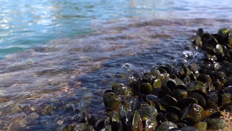 An-Der-Küste-Angesiedelte-Muscheln,-Während-Das-Meerwasser-Sie-Bei-Ebbe-An-Einem-Sonnigen-Tag-Umgibt,-Schwenk-Von-Rechts-Nach-Links,-Zeitlupe