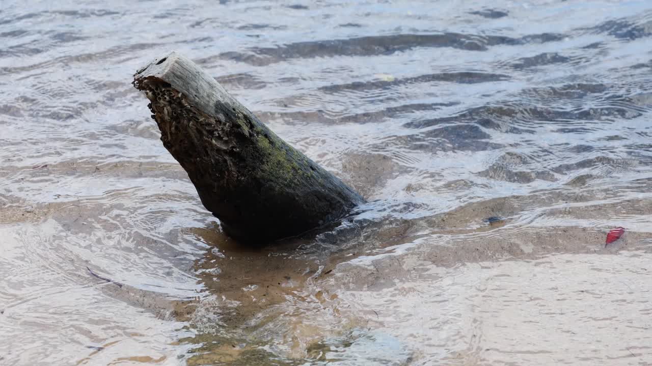 A weathered log on a sandy beach in Phuket, Thailand, is gradually submerged by gentle tidal waves under soft daylight