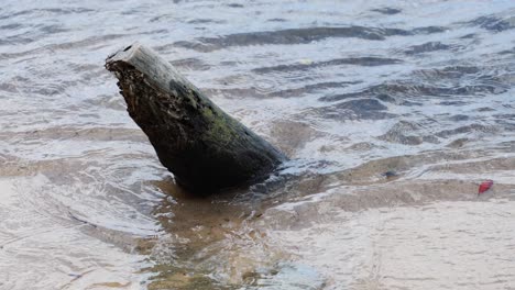 a weathered log on a sandy beach in phuket, thailand, is gradually submerged by gentle tidal waves under soft daylight