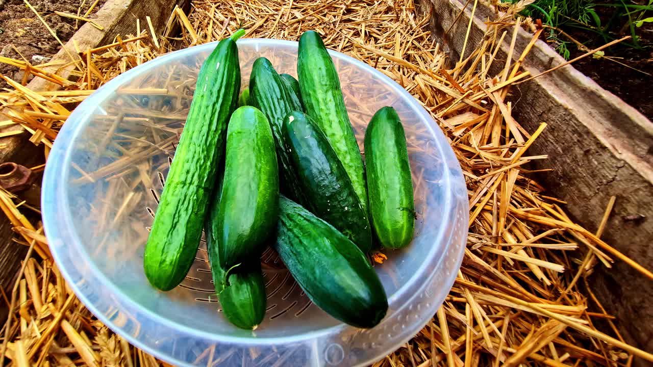 Fresh cucumber just gathered from a lush vegetable garden in rural Latvia on a summer day