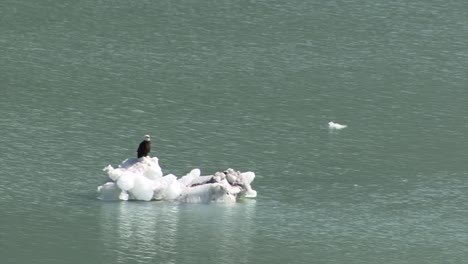 Bold-Eagle-sitting-on-a-small-chunk-of-floating-ice-in-Glacier-Bay-National-Park-and-Preserve,-Alaska