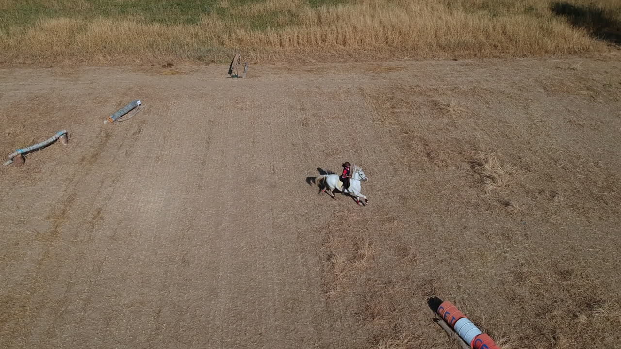 아름다운 말과 화창한 날