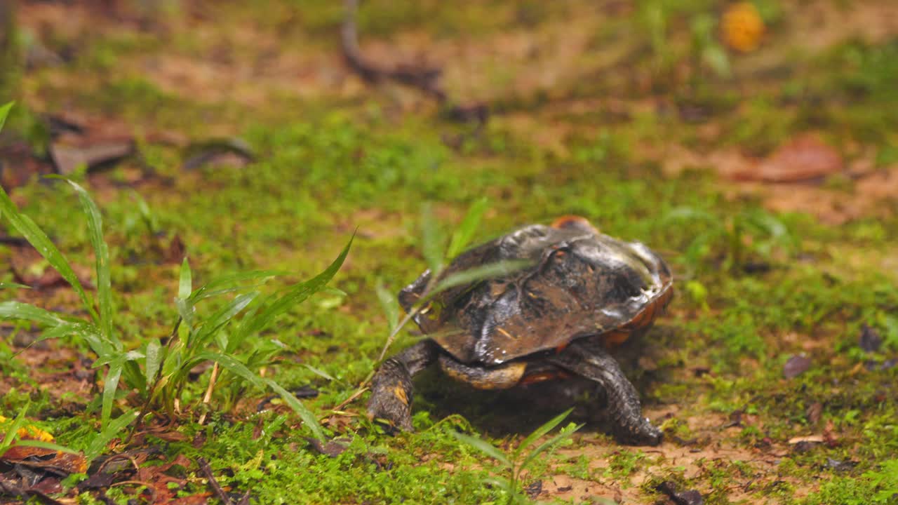 In Peru’s Amazon, a twist-necked turtle slowly explores the forest floor under warm morning light.