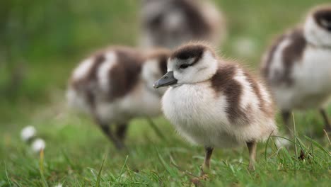 baby geese in grass