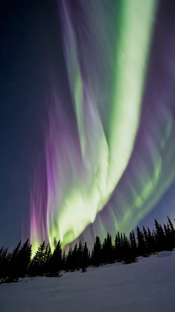 A stunning upward angle captures vibrant auroras dancing over silhouetted trees, evoking a serene