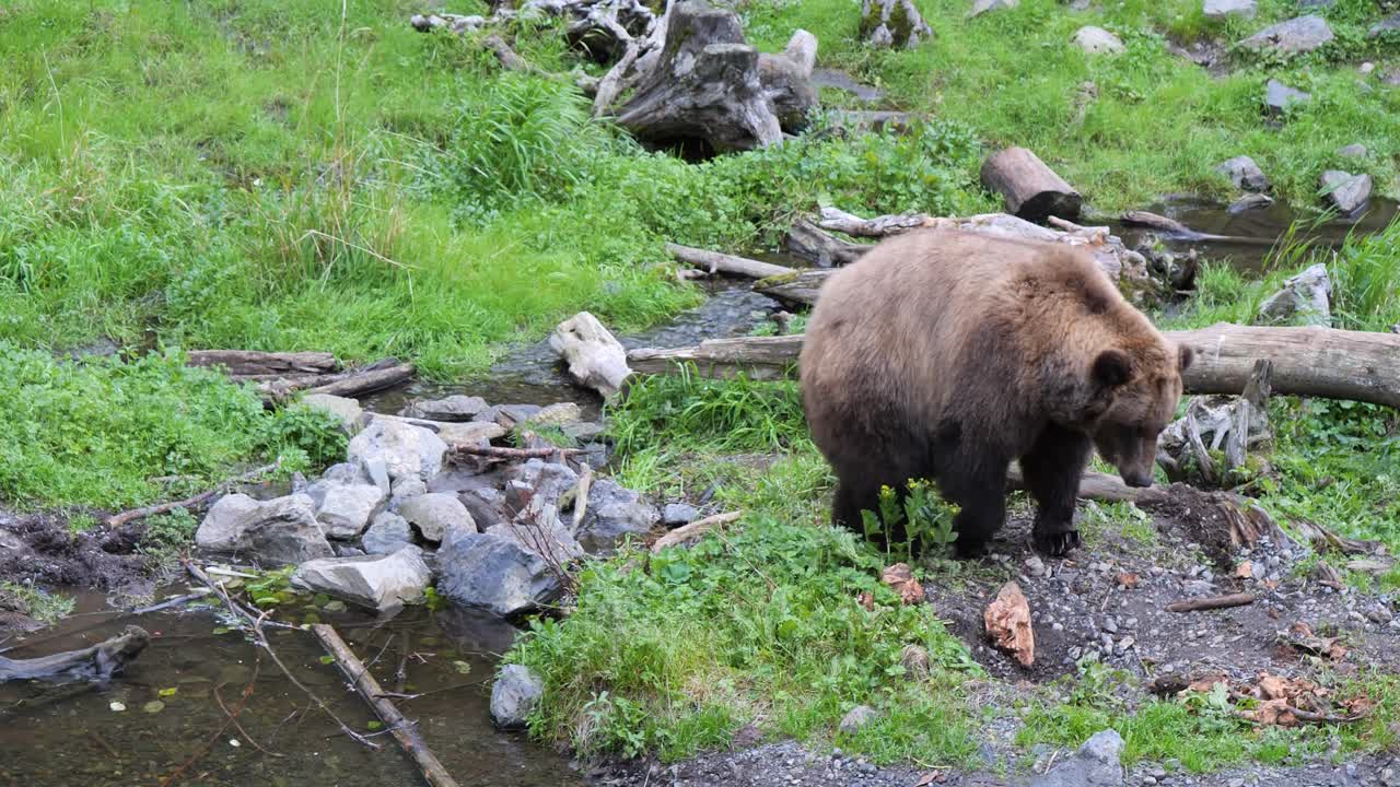 la hembra del oso marrón caminando, alaska