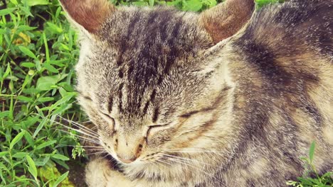 gato doméstico adulto sentado en la hierba verde en un día soleado