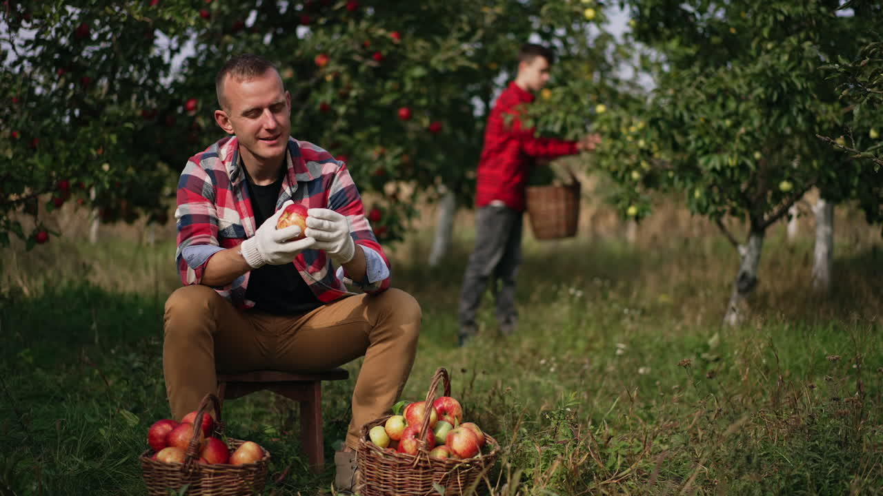 Mid aged man sits in garden smelling red ripe apple. Boy in red shirt picks apples from a tree at backdrop in blur.