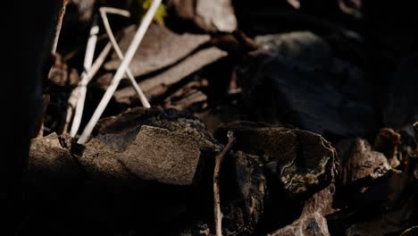 close-up-of-forest-floor-with-colorful-plant-shoots,-leaves,-and-tree-bark,-with-the-camera-moving-from-right-to-left